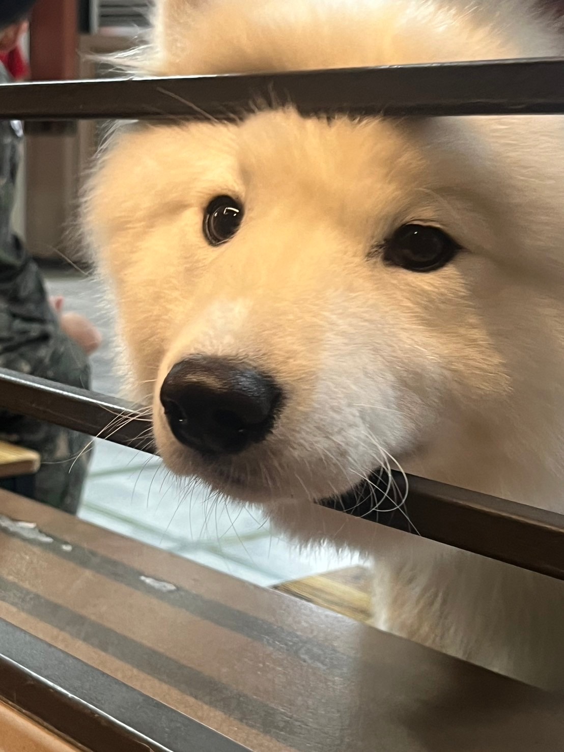 ホンデで大人気の犬カフェ「サモエドカフェ」ご紹介！ | カッチかんこくご